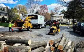 How Our Tree Care Process Works  in  Bakerstown, PA