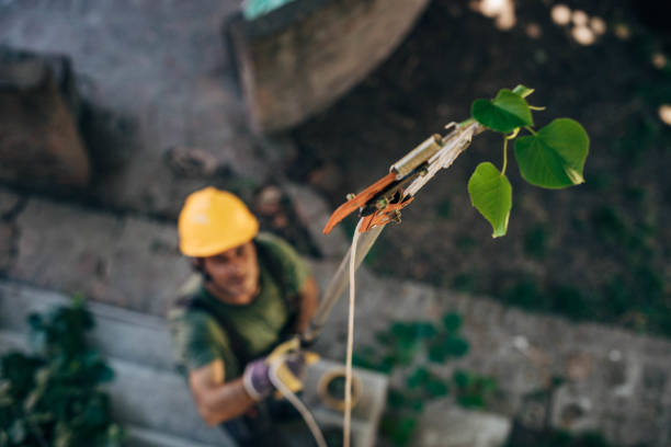 Best Arborist Consultation Services  in Bakerstown, PA