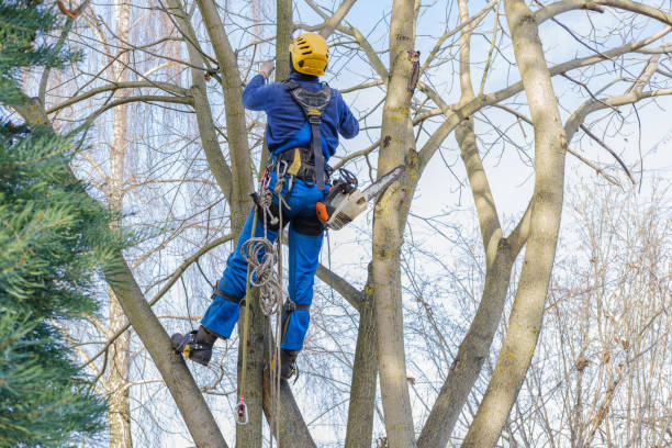  Bakerstown, PA Tree Care Services Pros