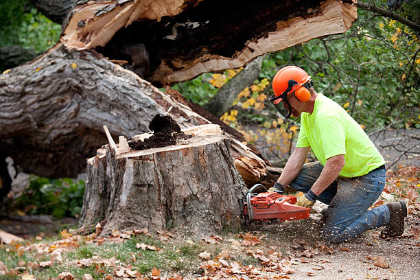 Best Stump Grinding and Removal  in Bakerstown, PA