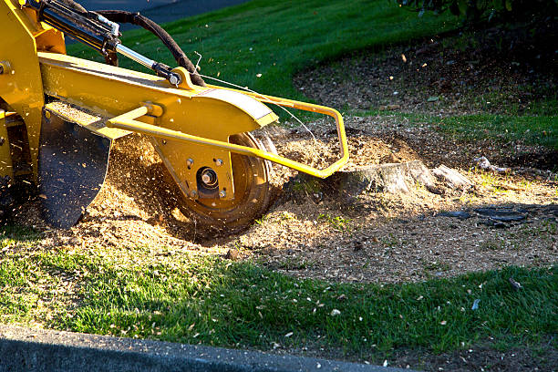 Best Fruit Tree Pruning  in Bakerstown, PA