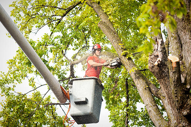 Best Tree Trimming and Pruning  in Bakerstown, PA