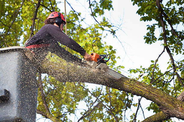 Best Lot and Land Clearing  in Bakerstown, PA