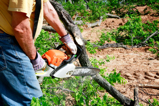 Best Tree Cabling and Bracing  in Bakerstown, PA